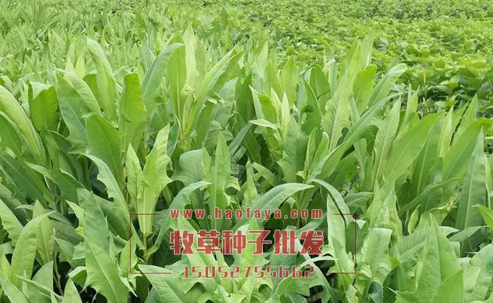 苦賣菜種子批發(fā)