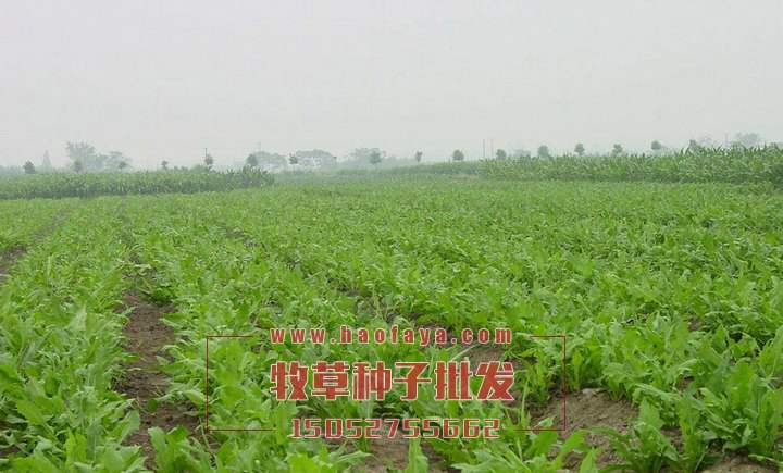 魯梅克斯種子批發(fā)