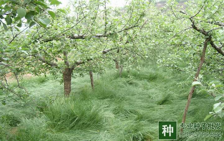 果園鼠茅草種子種植播種