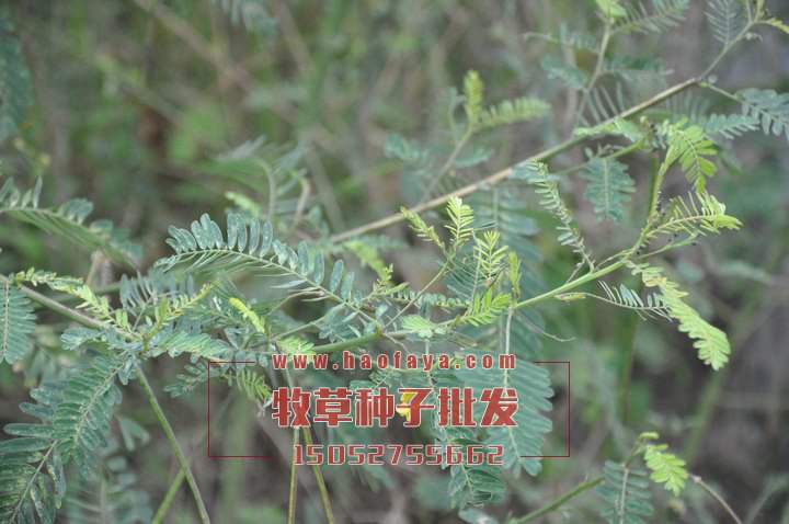 田箐種子種植栽培技術(shù)