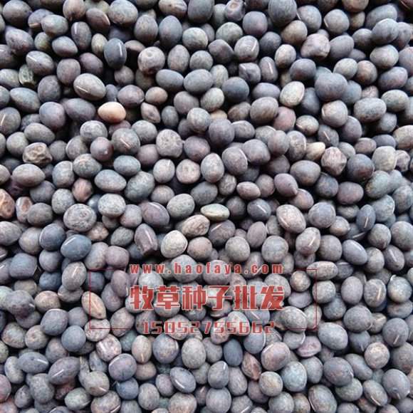 長柔毛野豌豆種子