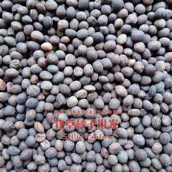 長柔毛野豌豆種子