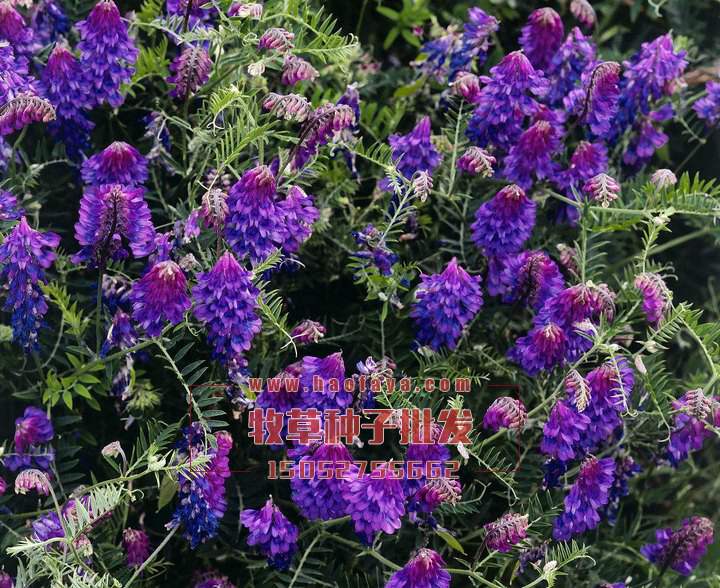 長柔毛野豌豆種子