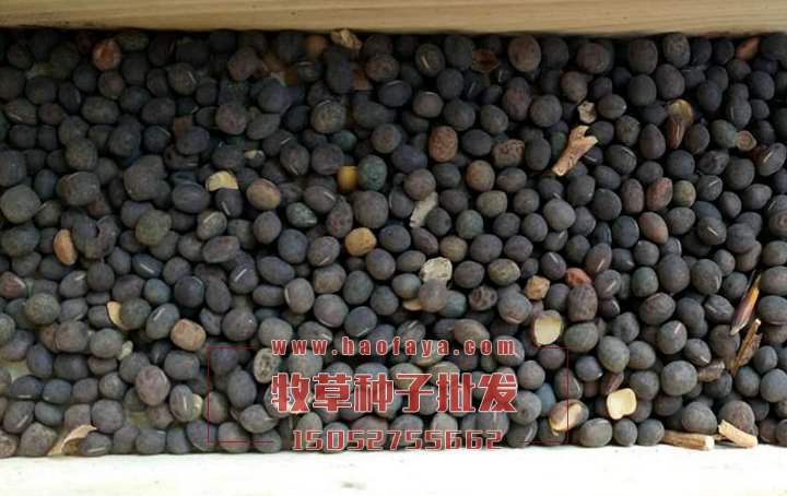 長柔毛野豌豆種子