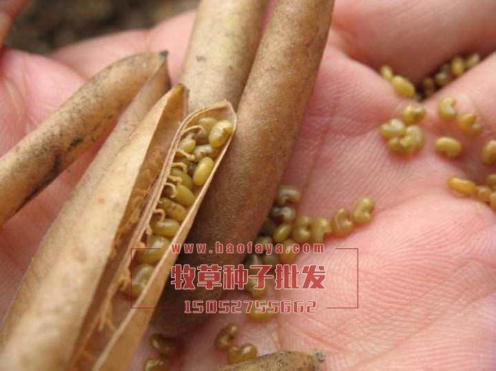 豬屎豆種子的種植