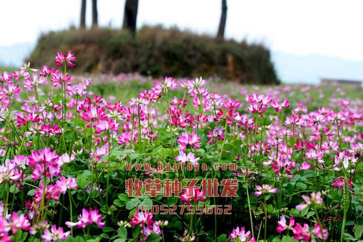 紫云英種子批發(fā)