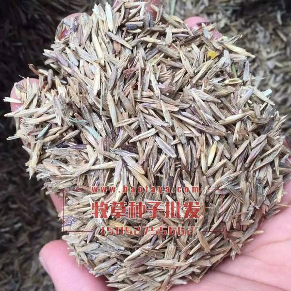 無(wú)芒雀麥種子