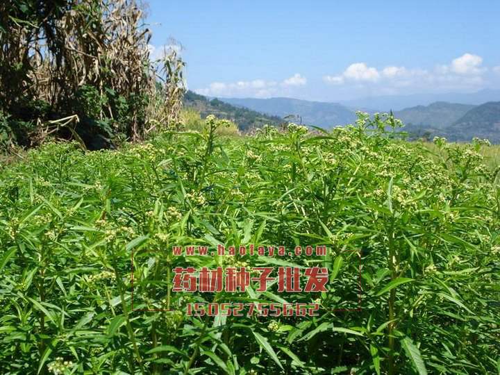 穿心蓮種植技術(shù)