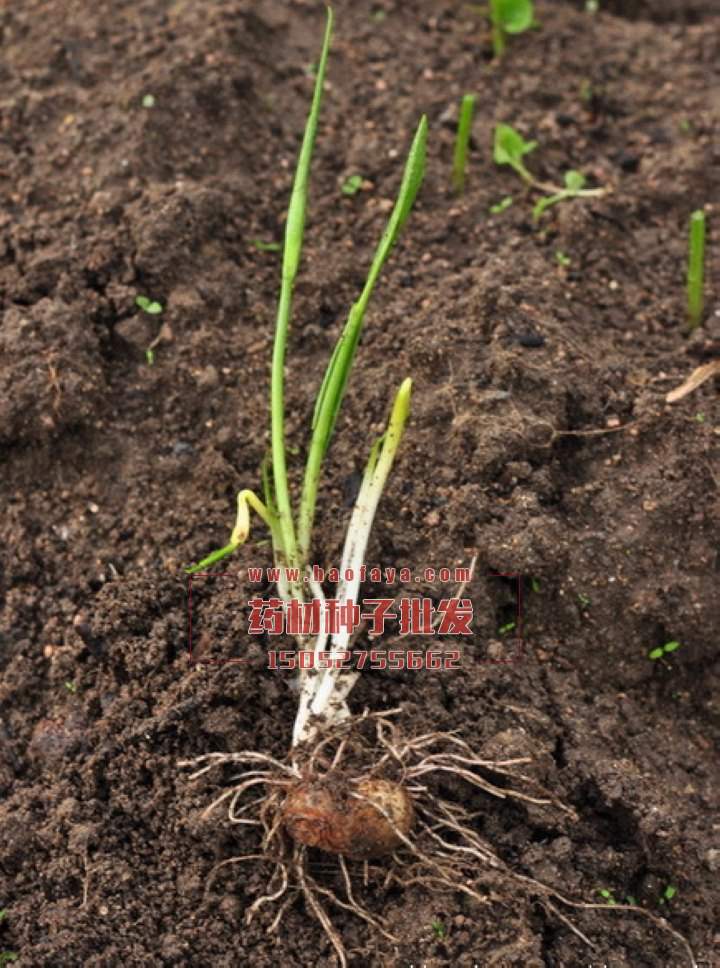 半夏種子批發(fā)