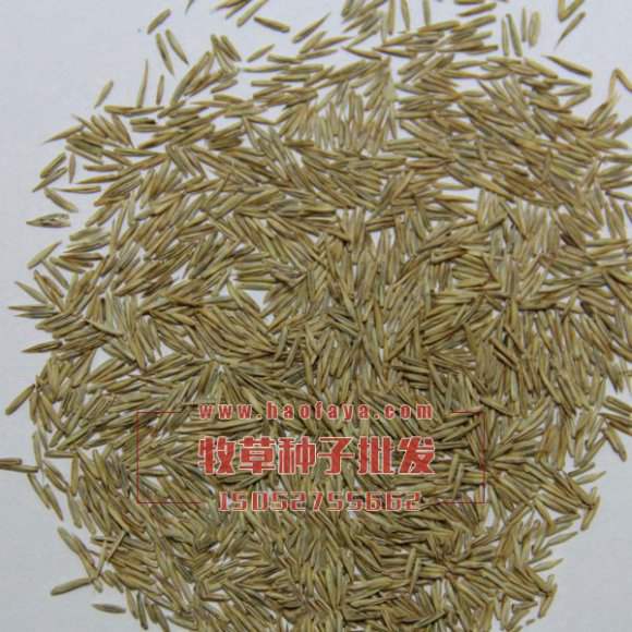扁穗冰草種子