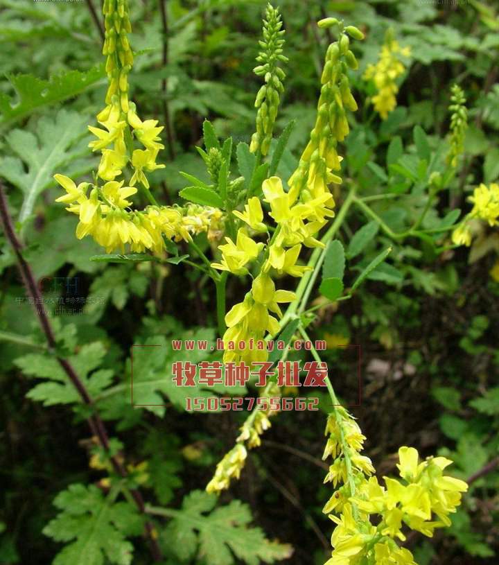 草木犀種子價(jià)格