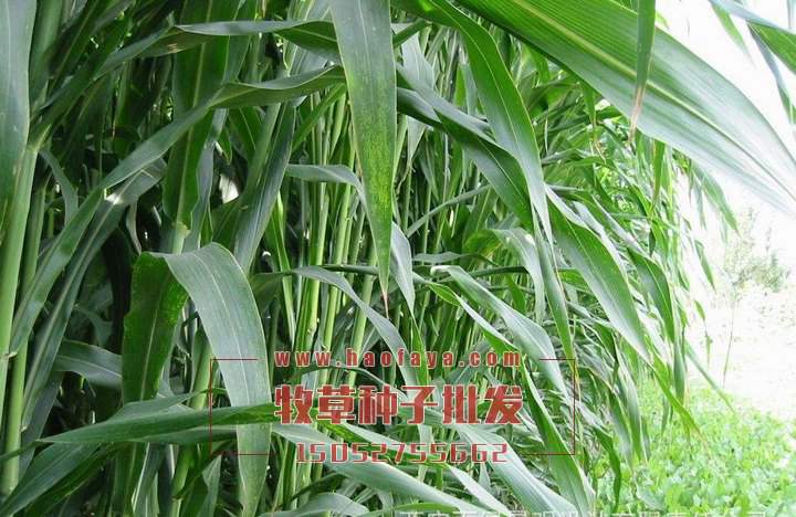 高丹草種子播種技術(shù)