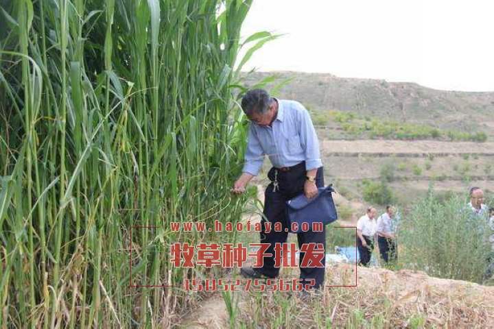 高丹草種子批發(fā)價(jià)格