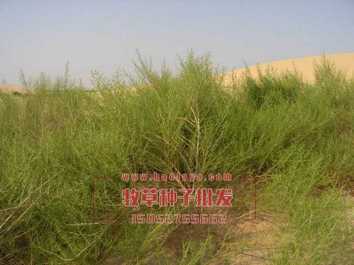 沙蓬種子批發(fā)