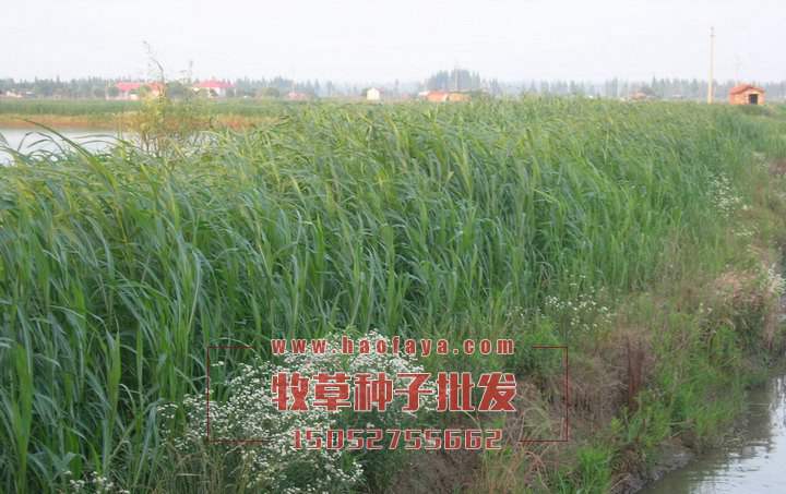 蘇丹草播種技術(shù)