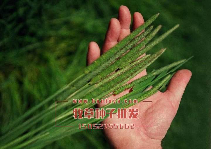 貓尾草種子播種技術(shù)