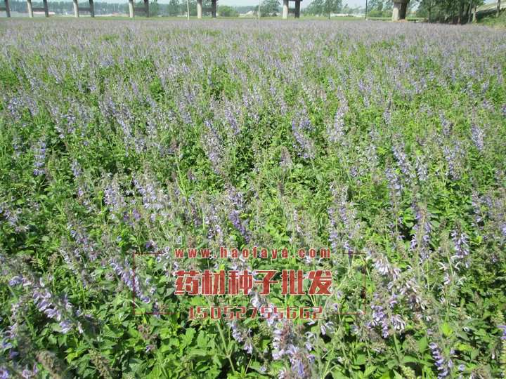 丹參種子播種育苗技術(shù)