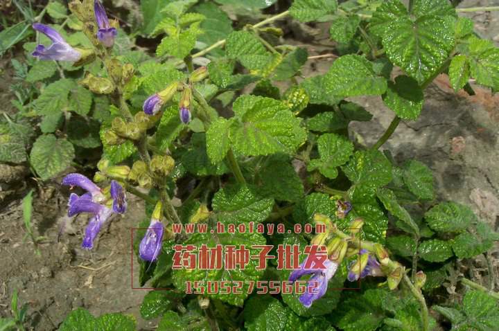 丹參種子批發(fā)價(jià)格