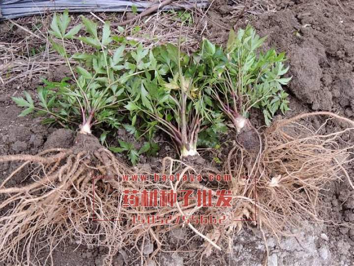 當(dāng)歸種子批發(fā)