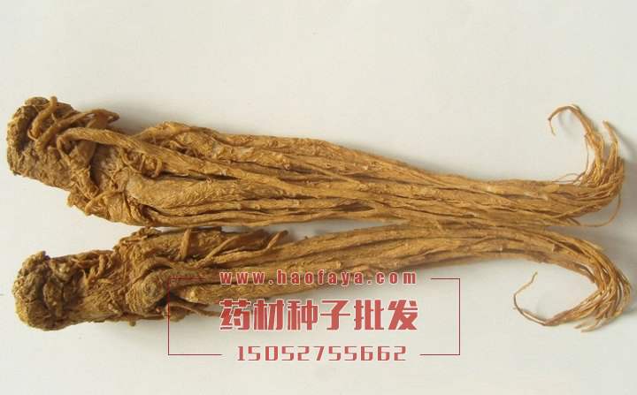 當(dāng)歸功效與作用