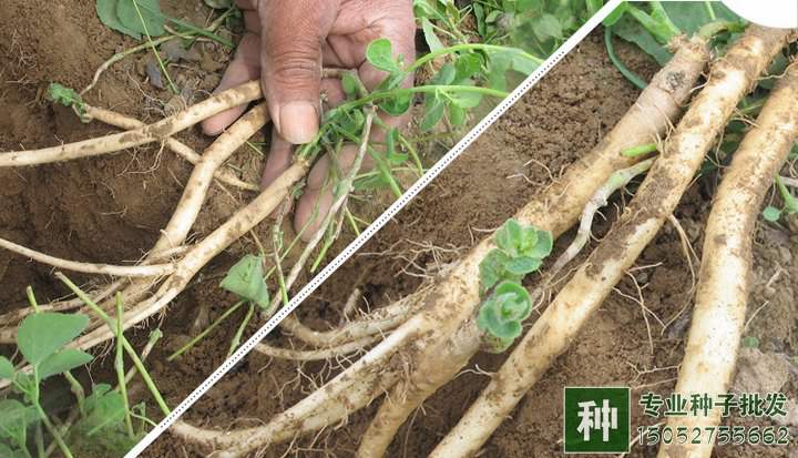 黨參功效與作用