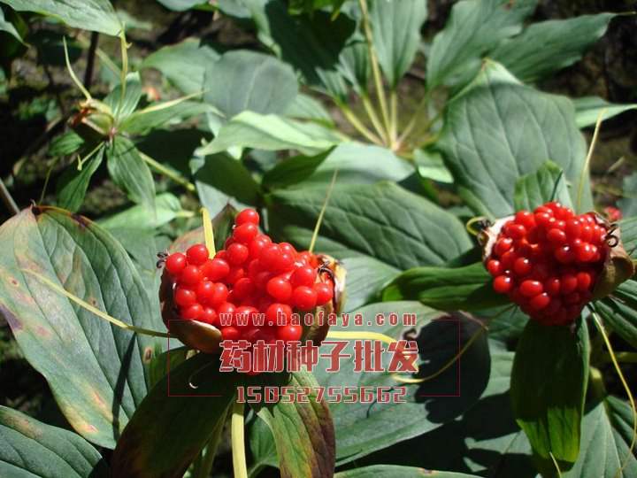 七葉一枝花種子