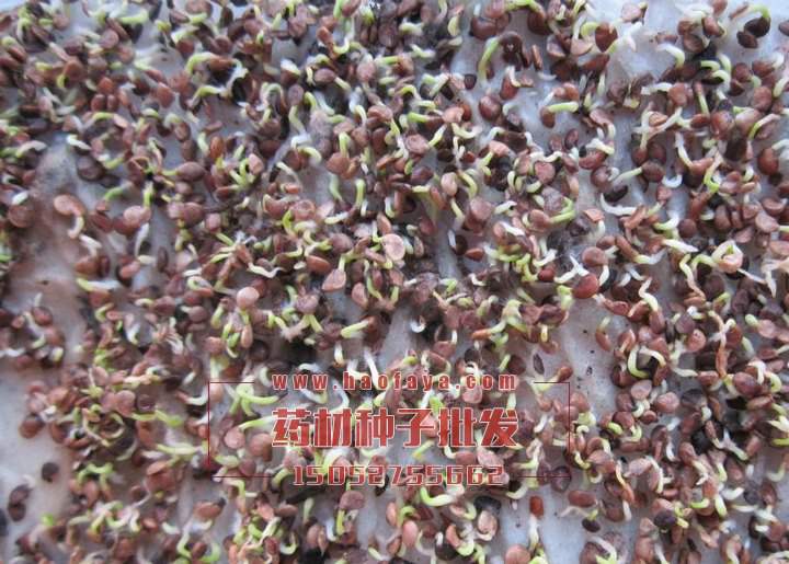 發(fā)芽的黑枸杞種子