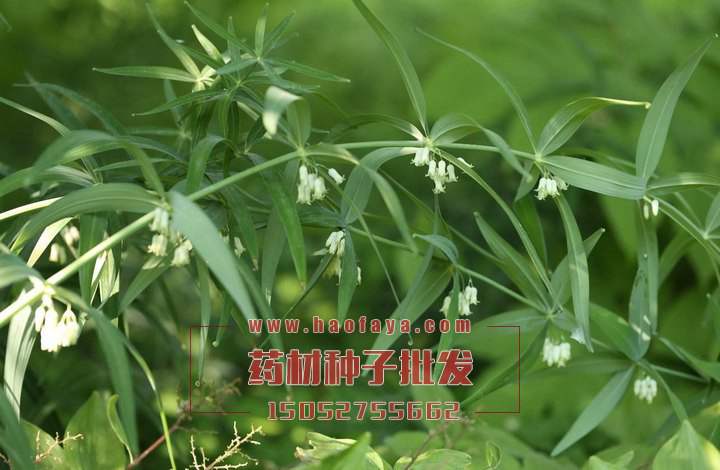 黃精種植技術(shù)