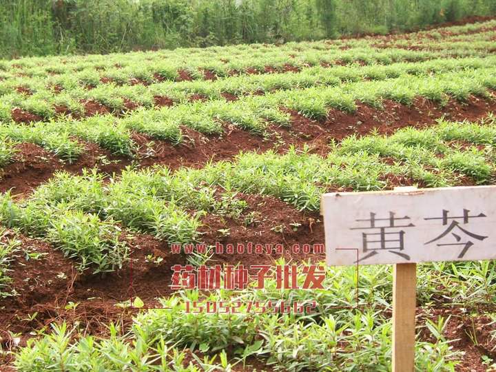 黃芩種植地