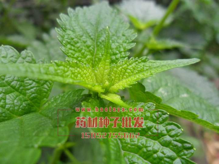 藿香種子批發(fā)