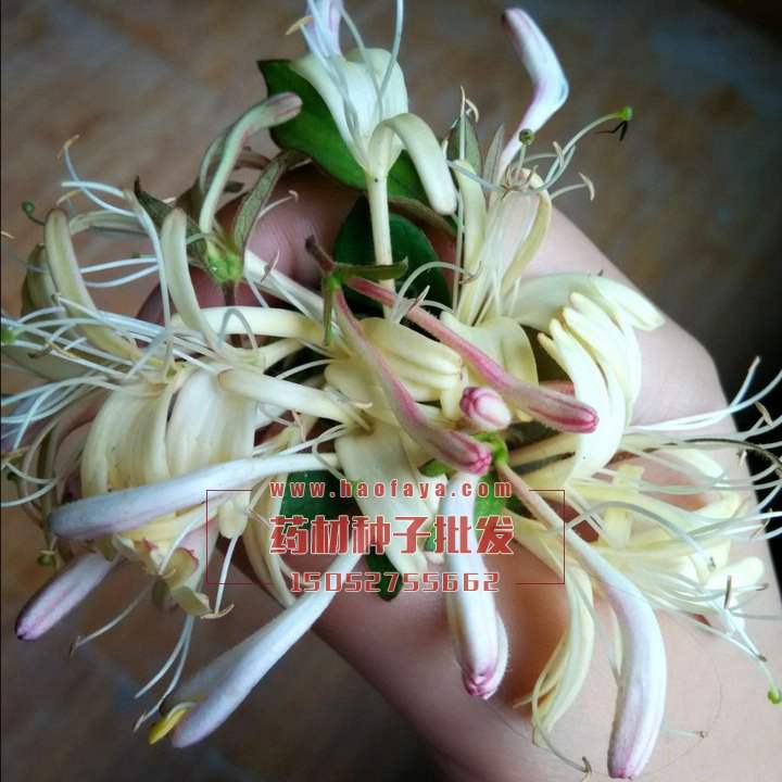 金銀花種子價(jià)格