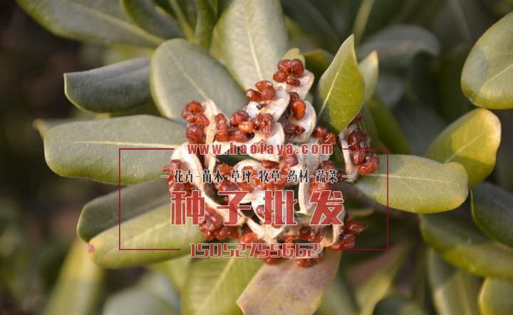 海桐種子批發(fā)
