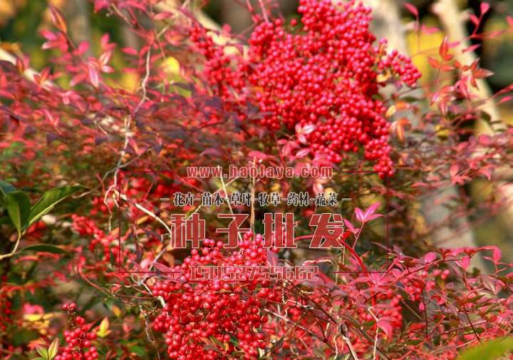 南天竹種植技術(shù)