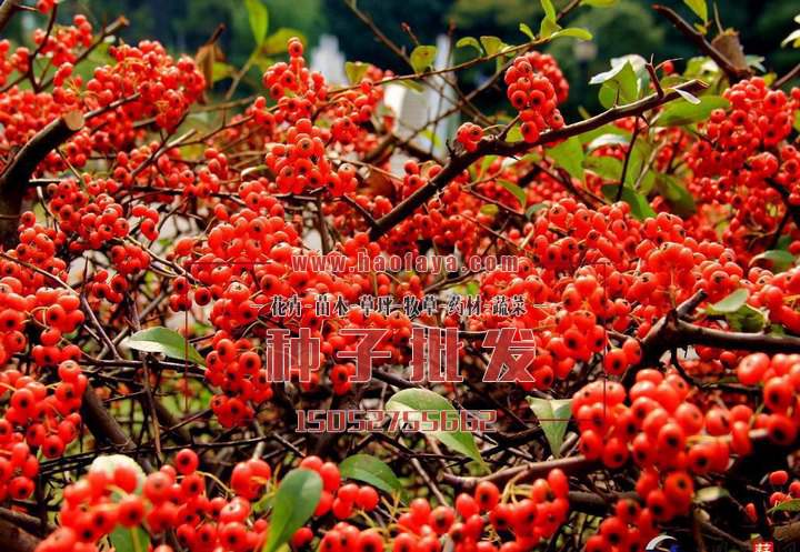火棘種子