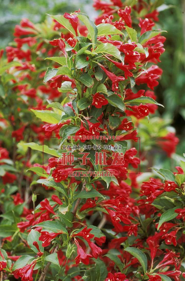 紅王子種子播種種植技術(shù)