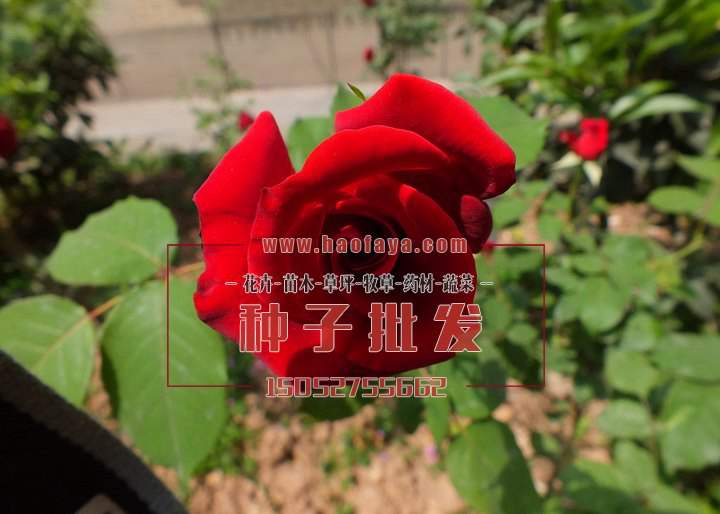 玫瑰功效及作用