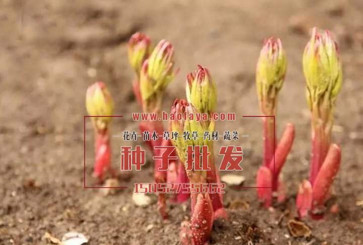 牡丹種子發(fā)芽后的生長