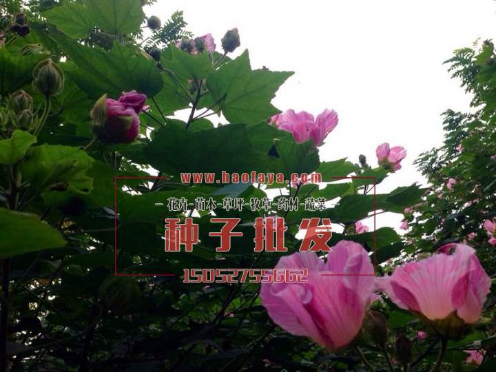 木芙蓉種植技術(shù)