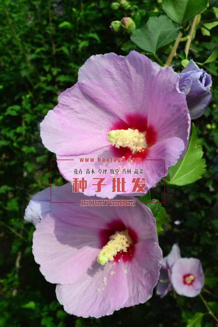 木槿種植技術(shù)