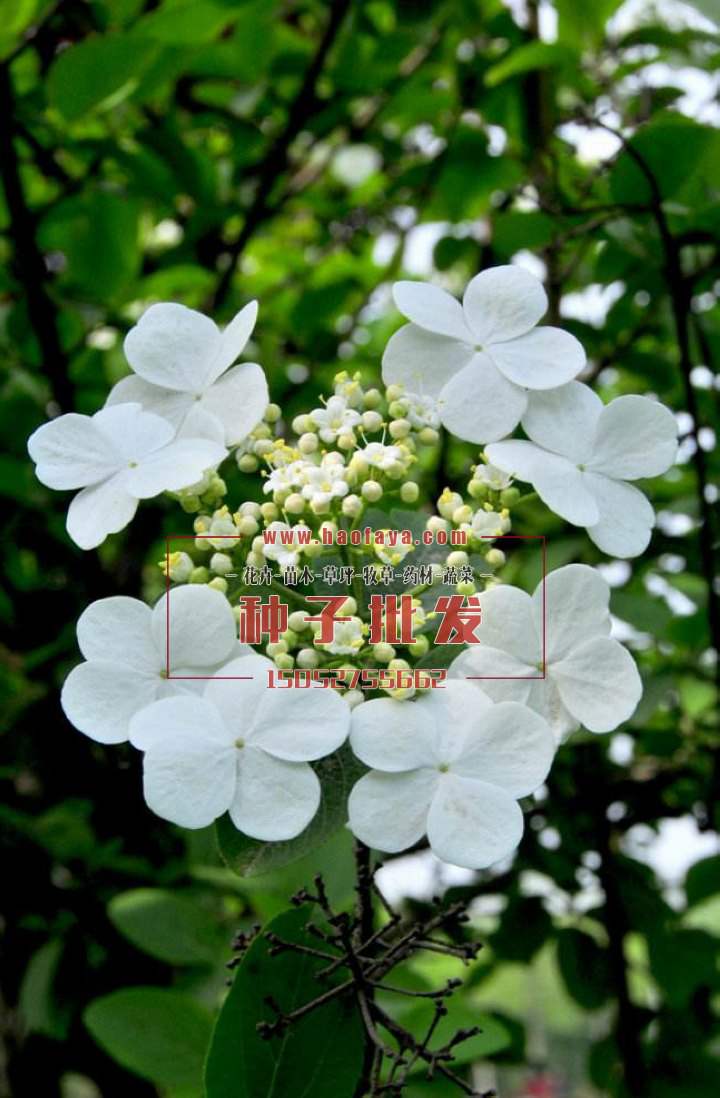 天目瓊花種子批發(fā)