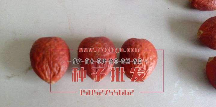 鐵樹種子批發(fā)