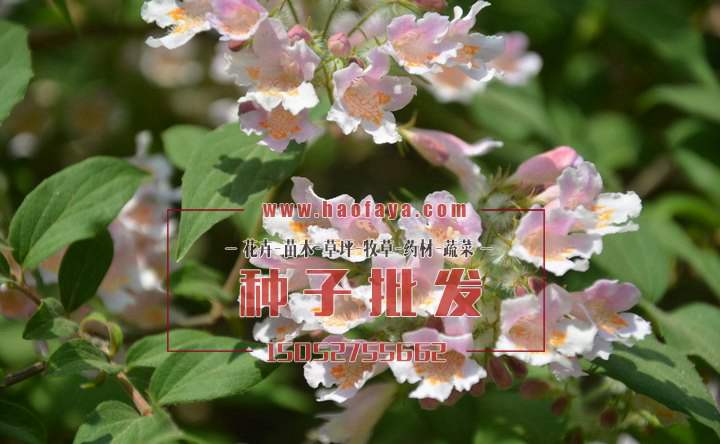 猬實(shí)花種子