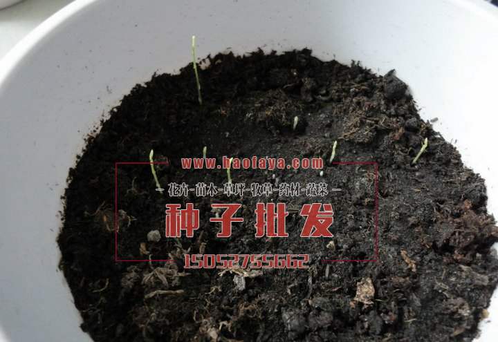 文竹種植技術(shù)