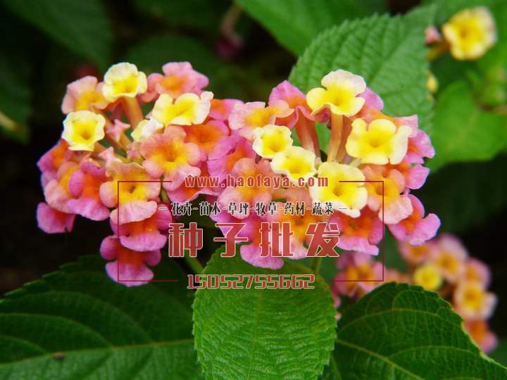 馬櫻丹種子批發(fā)供應(yīng)銷售