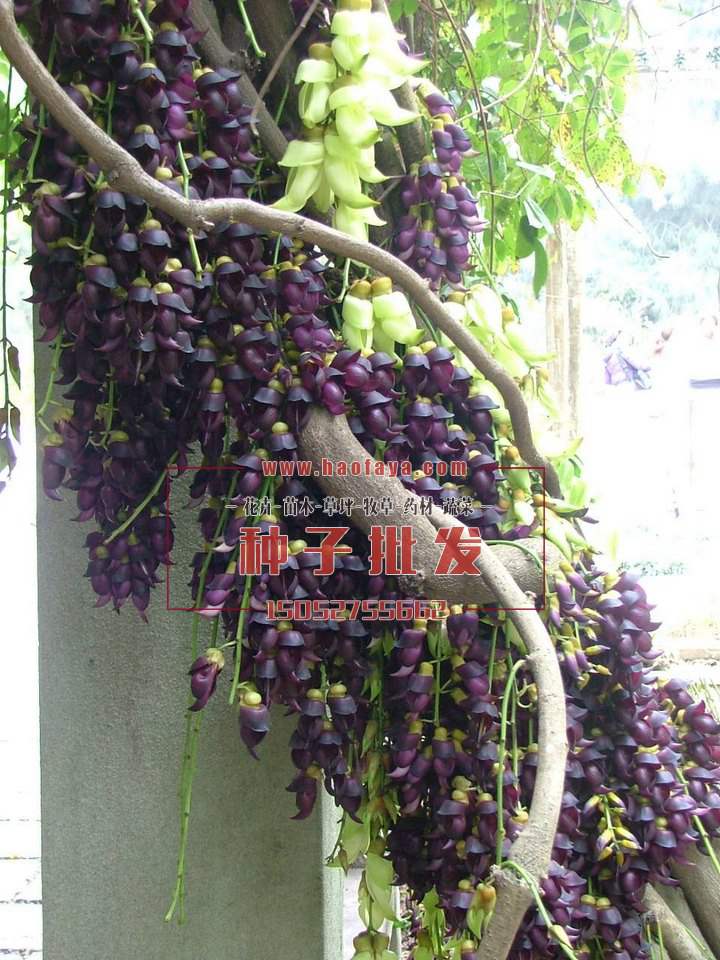 油麻藤種子銷售價格