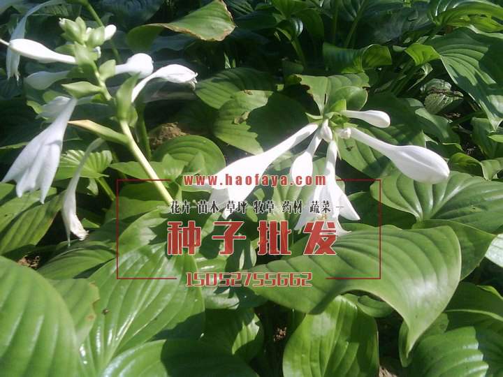 玉簪種子批發(fā)