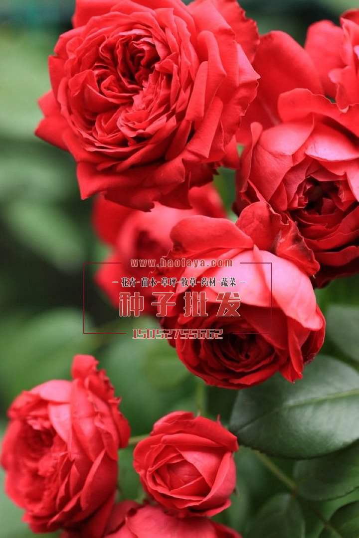 月季種子銷售價格