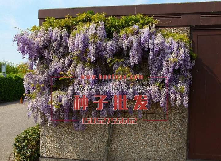 紫藤種子供應