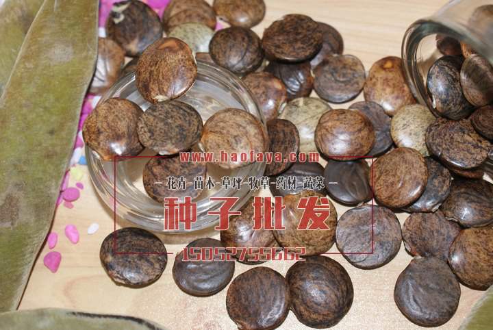 紫藤種子銷售價格