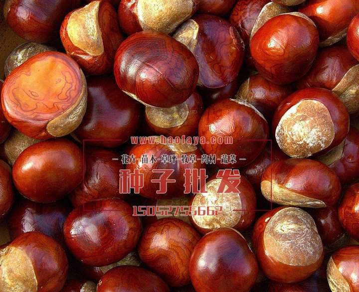 板栗種子